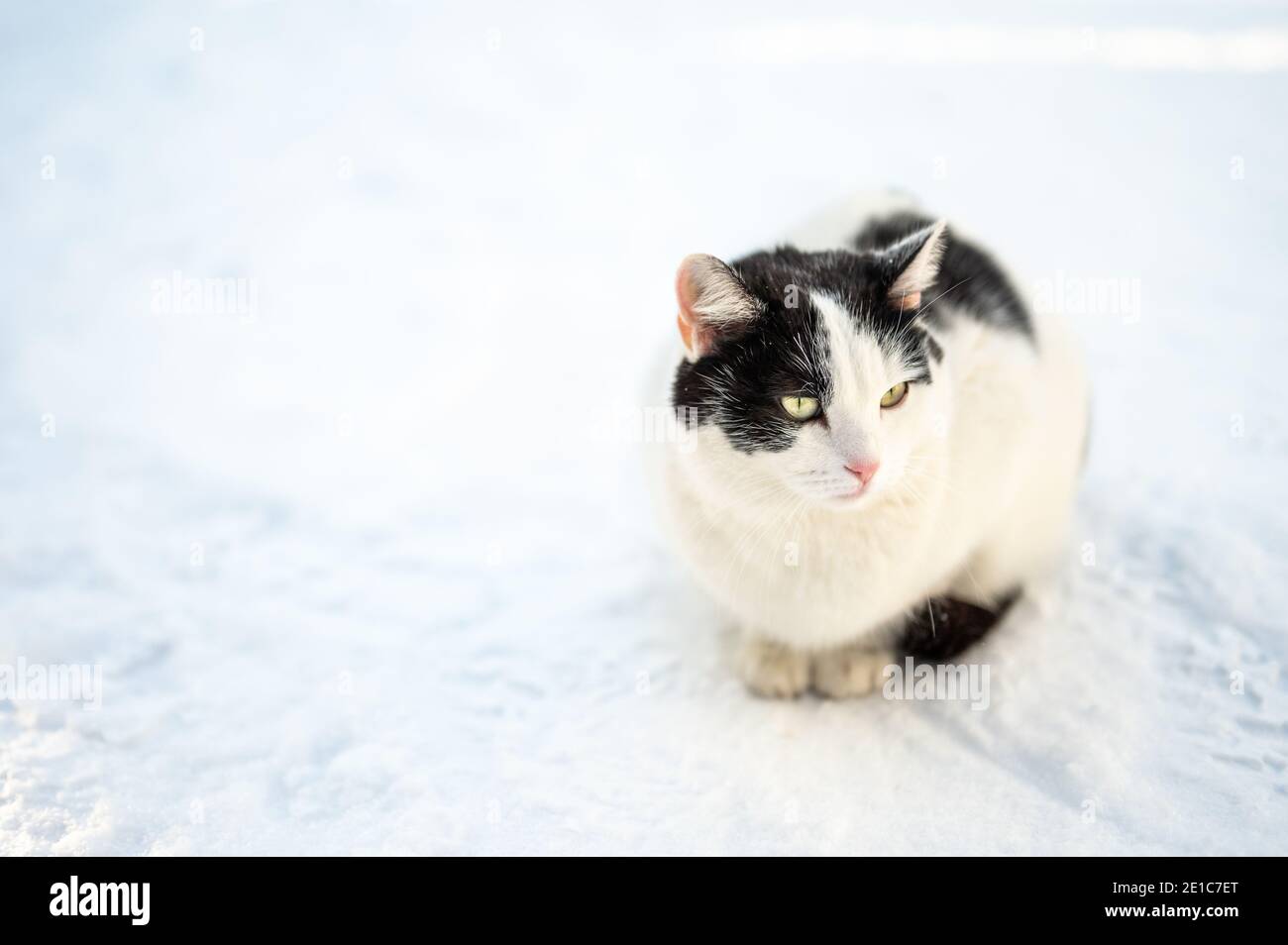 Streunende und obdachlose Katze im Schnee. Haustierschutzkonzept. Obdachlose weiße Katze friert auf der Straße im Schnee. Portrait verlassene Katze gefrorene Stroe Stockfoto