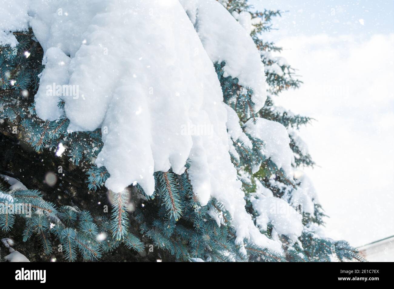 Schneefall. Schneeverwehungen auf Fichtenpfoten. Winter. Verschneite Fichte. Pelzige weiße Pfoten von Weihnachtsbäumen. Winter Schneeverwehungen. Bäume unter Schnee Stockfoto