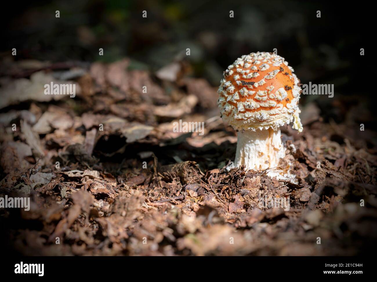 Amanita Muscaria / Fly agaric ( aka Fly Amanita ) Fly argaric ( Fly Amanita ) Pilze wachsen im alten Piddington Wald in Oxfordshire. Stockfoto