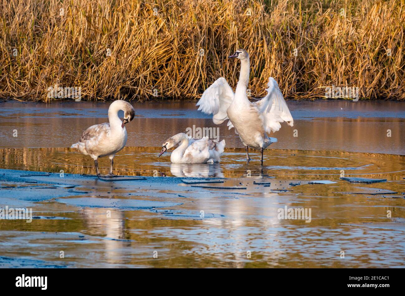 East Lothian, Schottland, Vereinigtes Königreich, 6th. Januar 2021. UK Wetter: Winter Tierwelt und Nebel. Ein sonniger, aber sehr kalter Tag. Drei 8 Monate alte mute Schwanencygnets, Cygnus olor, in einem halbgefrorenen Reservoir. Die Cygnets lernen, wie sie ihre Flügel nutzen können Stockfoto