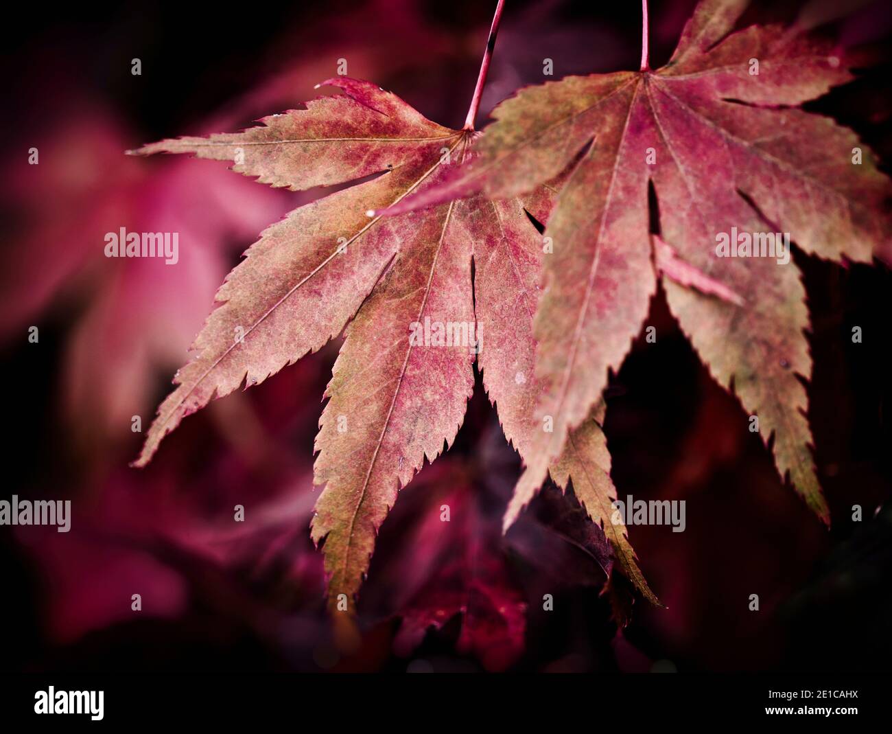 Maple Leaf / Acer EINE Kaskade aus roten Maple-Herbstblättern in Batsford Aboretum, Gloucestershire. Stockfoto