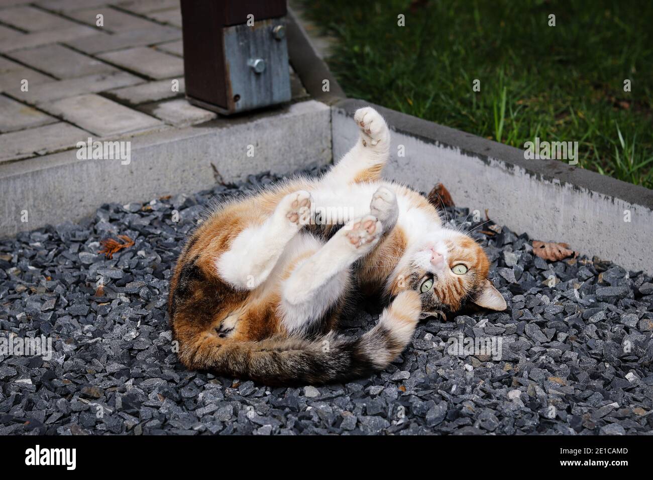 Katze Rollt Sich Auf Den Rücken www.alamy.de