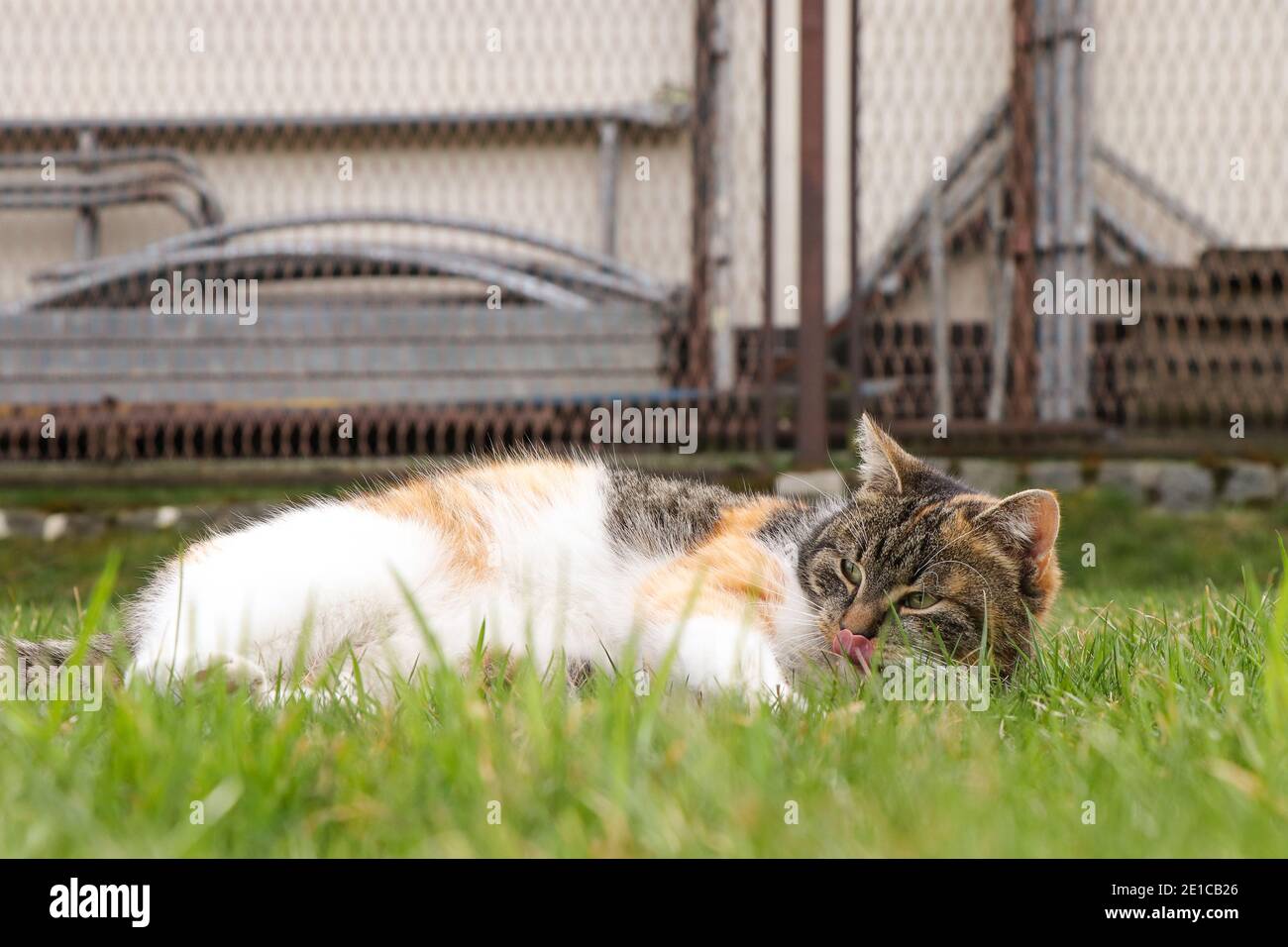 Müde Katze liegt im Gras und spart Kraft für den Abend. Felis catus domesticus schläft im Garten. Stockfoto