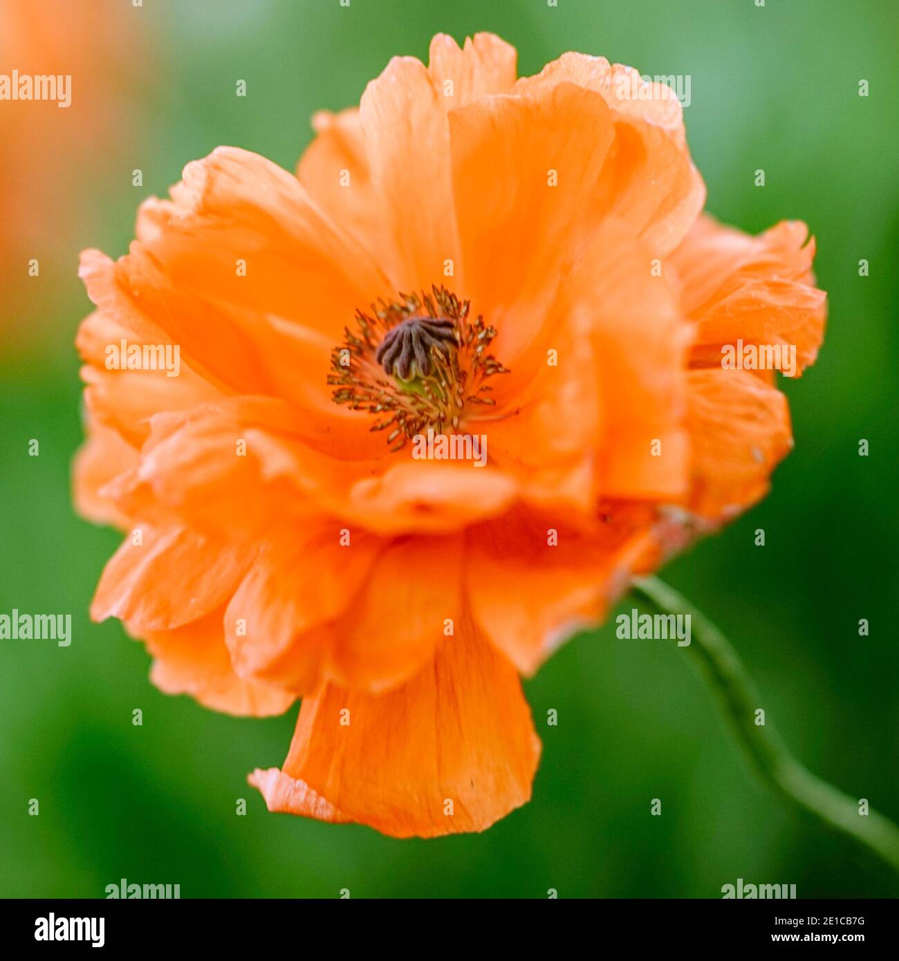 Die orange Pfingstrose wächst in einem grünen Garten. Stockfoto