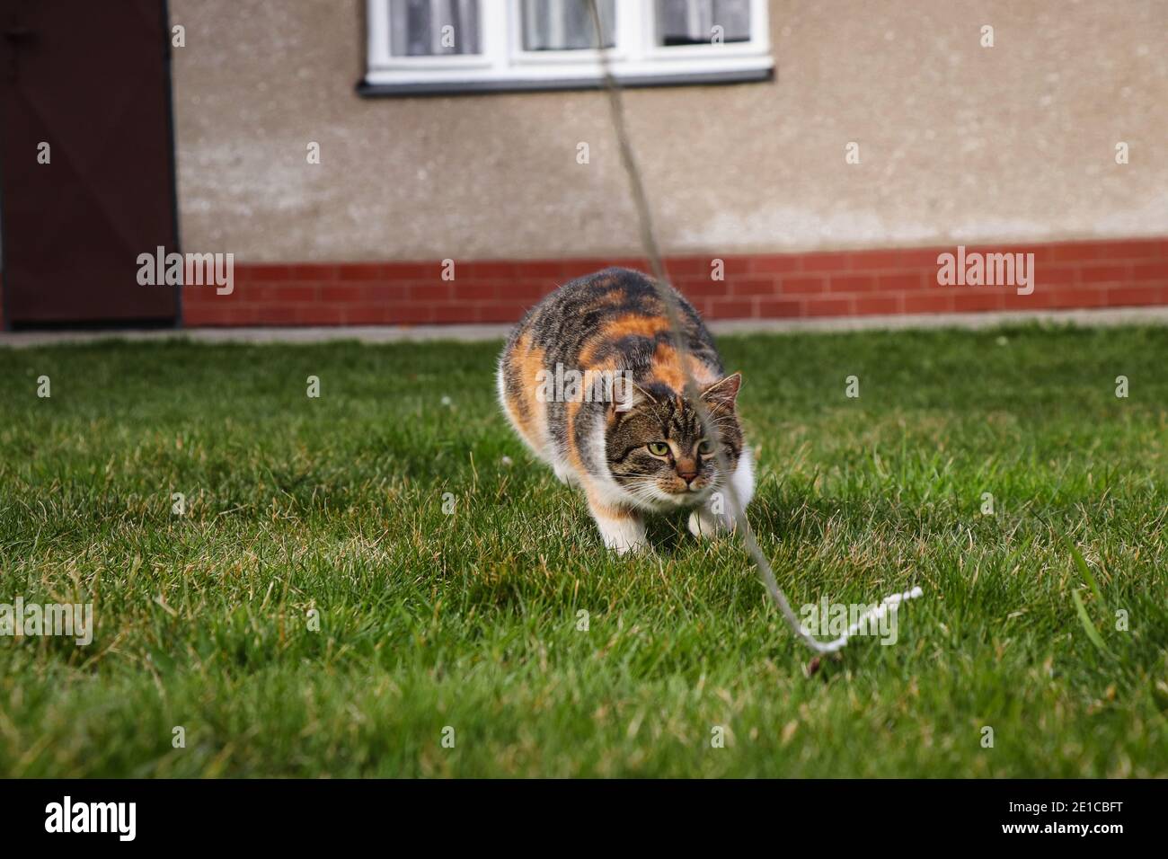 Junge Katze jagt nach der Schnur, um sie so schnell wie möglich zu fangen und in sie zu beißen. Felis catus domesticus springt auf einen Faden Stockfoto