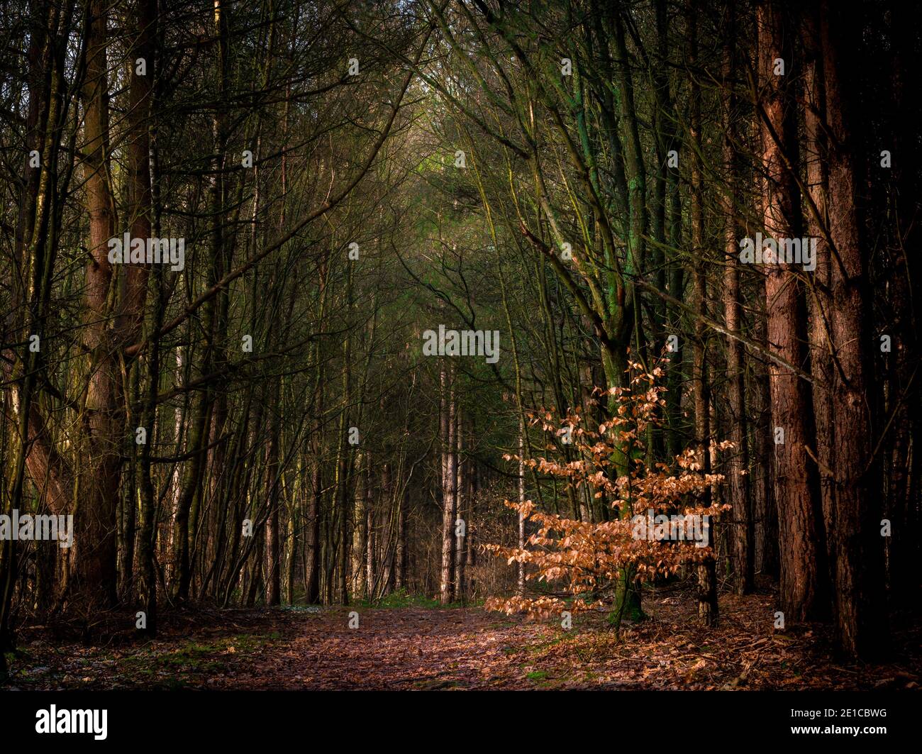 Ein einziger herbstlicher Baum in einer britischen Waldszene. Blidworth Woods, Nottingham, England, Großbritannien Stockfoto