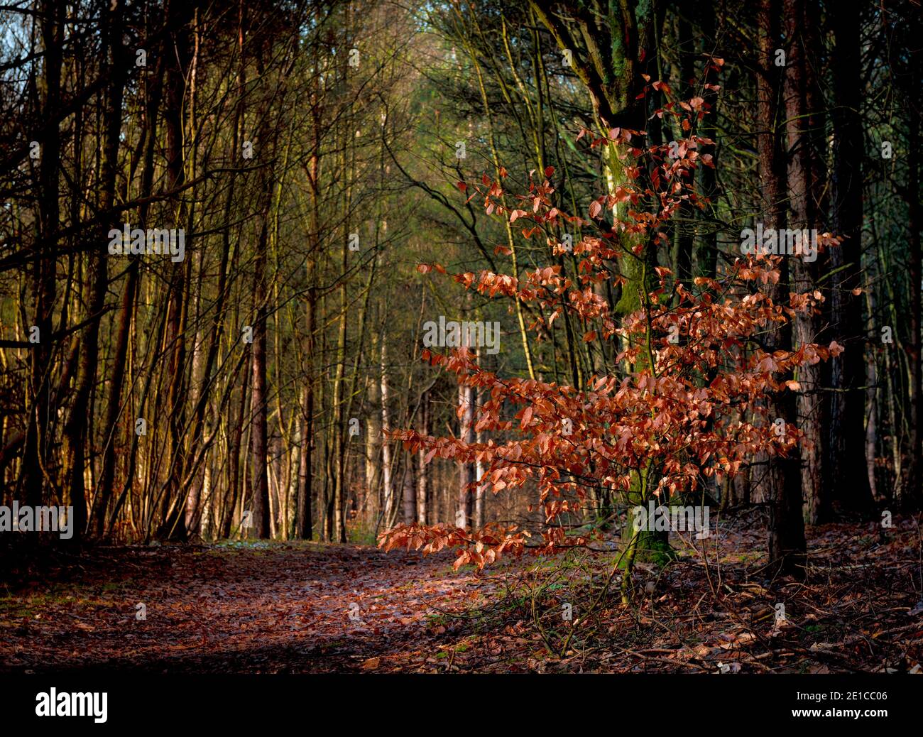 Ein einziger herbstlicher Baum in einer britischen Waldszene. Blidworth Woods, Nottingham, England, Großbritannien Stockfoto