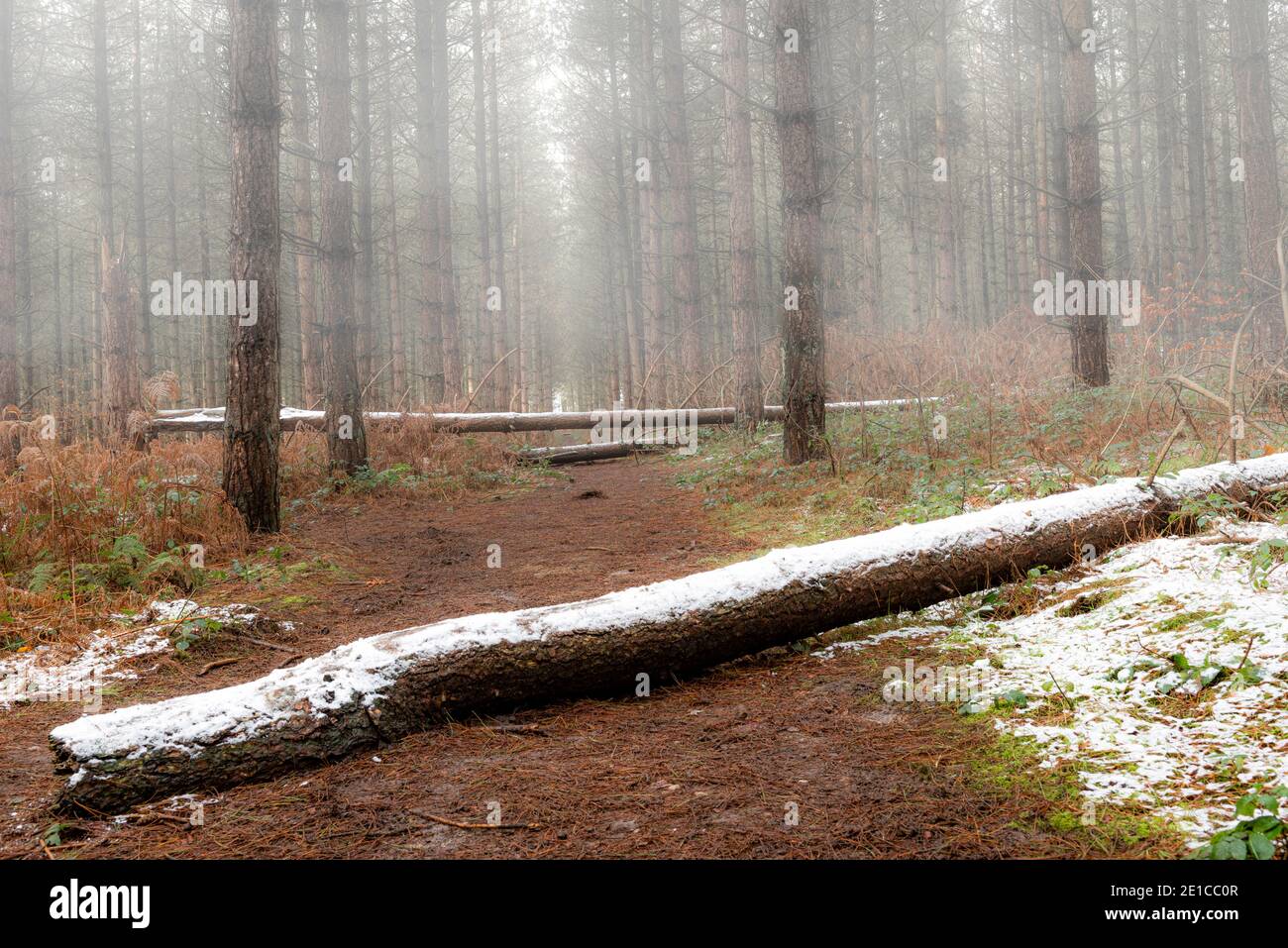 Ein nebliger Kiefernwald mit einem Stauben von Schnee auf dem Boden. Blidworth Woods, Nottingham, England Stockfoto