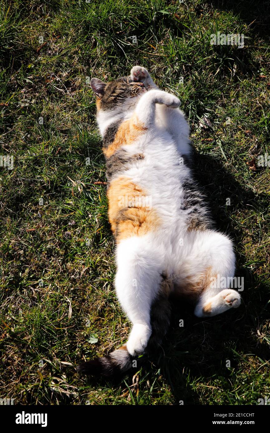 Katze liegt auf dem Rücken mit ausgestreckten Beinen und wärmt sich auf. Ruheposition. Ein junges Kätzchen wäscht seinen Kopf mit seiner Pfote. Tägliche Reinigung am Morgen Stockfoto