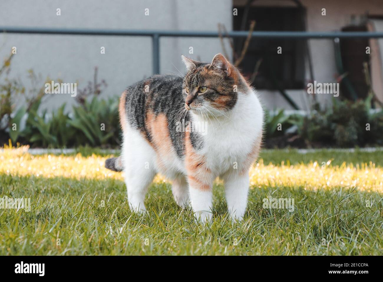 Das junge Raubtier steht regungslos, schaut auf seine Beute und wartet auf den richtigen Moment. Felis catus domesticus während der Jagd. Hauskatze bereit zu la Stockfoto