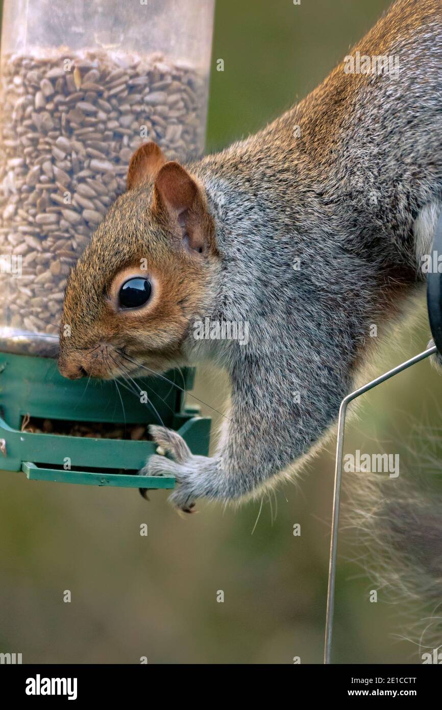 Graues Eichhörnchen angreifenden Vogelfutterhäuschen. Stockfoto