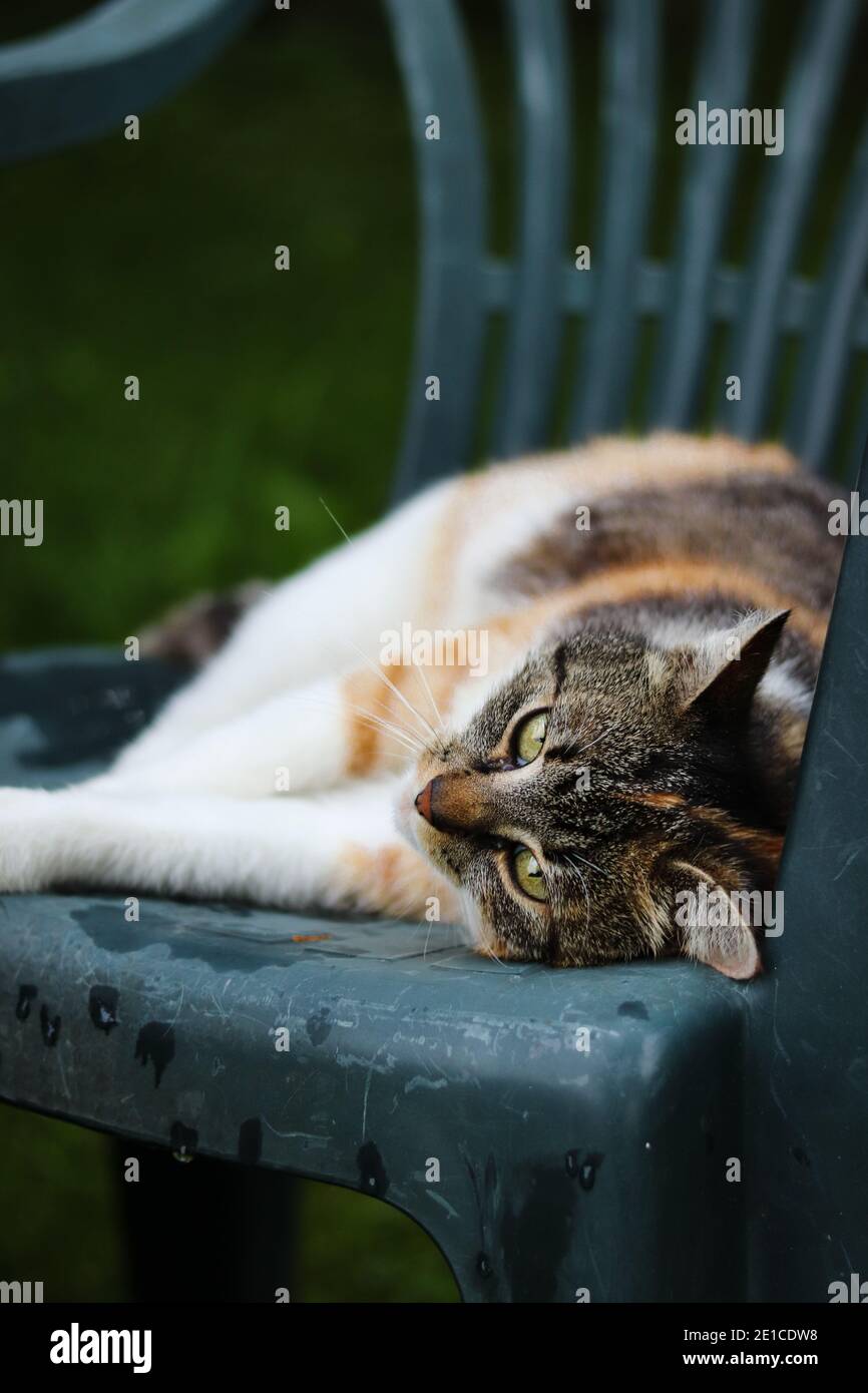 Felis catus domesticus liegt auf einem Plastikstuhl und entspannt sich nach einem herzhaften Mittagessen. Die Katze mit farbigem Kopf und grünen Augen schläft. Feline gewinnt Stockfoto