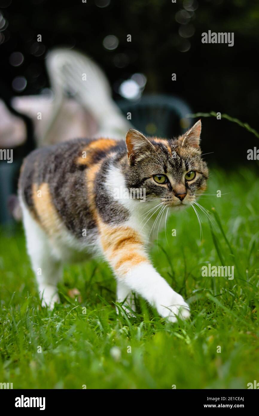 Niedliche Katzenspaziergänge wie ein Model auf dem Laufsteg. Europäisches Kätzchen mit grünen Augen läuft im hohen Gras um den Garten. Tschechische republik. Verteidigen Sie das Gebiet. Stockfoto