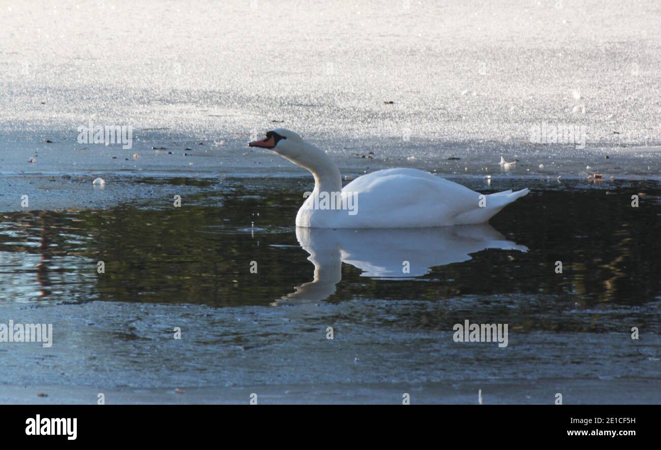 Im schnee bewegen Fotos und Bildmaterial in hoher Auflösung Alamy