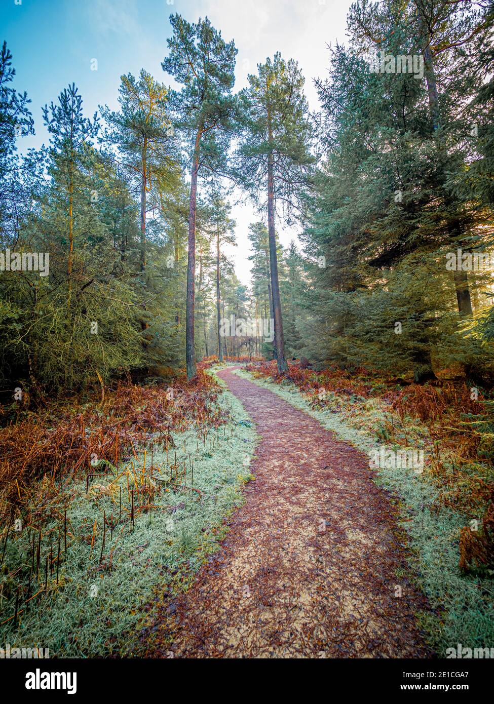 Waldweg, der in den Dalby Wald führt. North Yorkshire, Großbritannien. Stockfoto