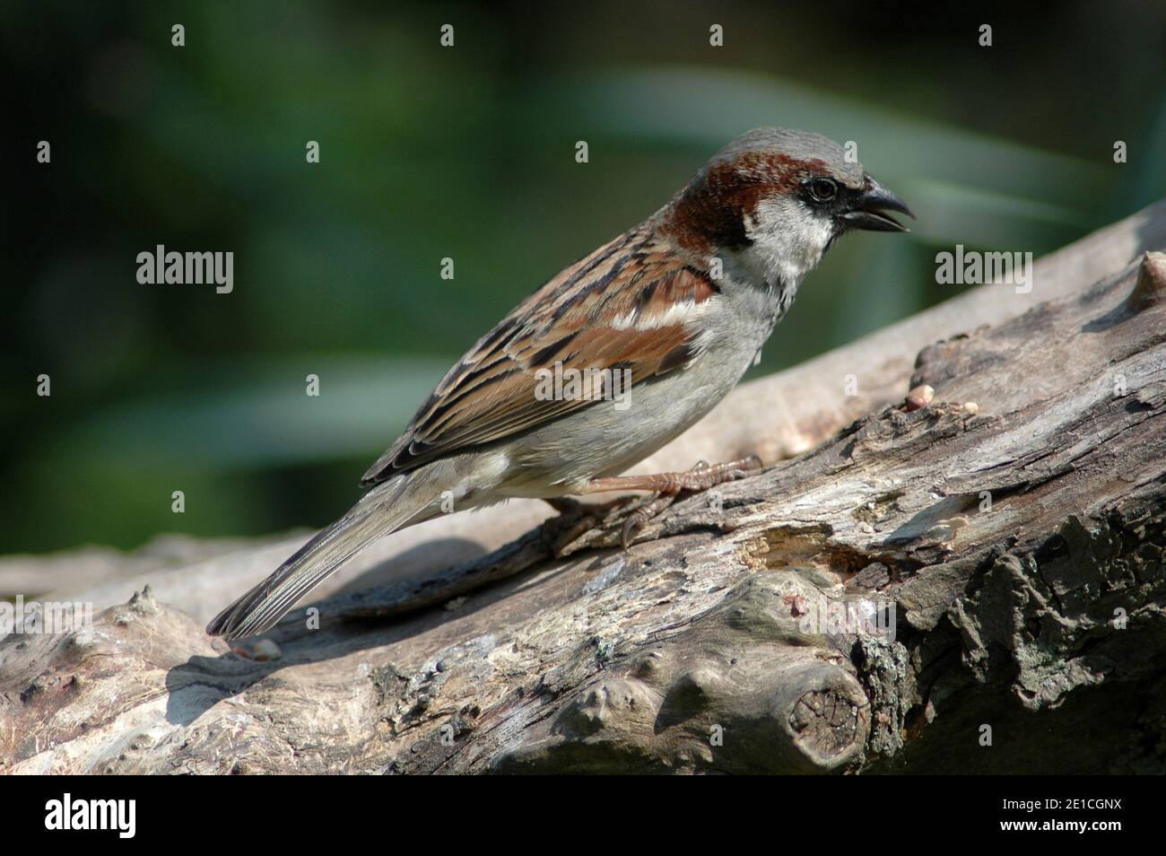 Männlicher Haussparrow, (Passer domesticus) auf verfaulenden Apfelbaum. West Sussex Coastal Plain, Chichester Plain, England, Großbritannien. Mai Stockfoto