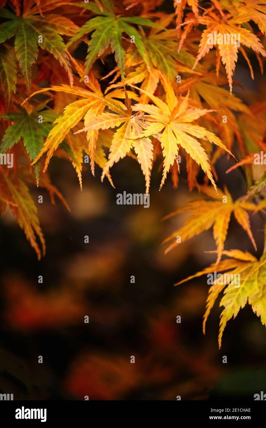Acer / Ahorn Blätter Herbstliches ahorn Blätter auf den Bäumen in Batsford Arboretum, Worcestershire Stockfoto