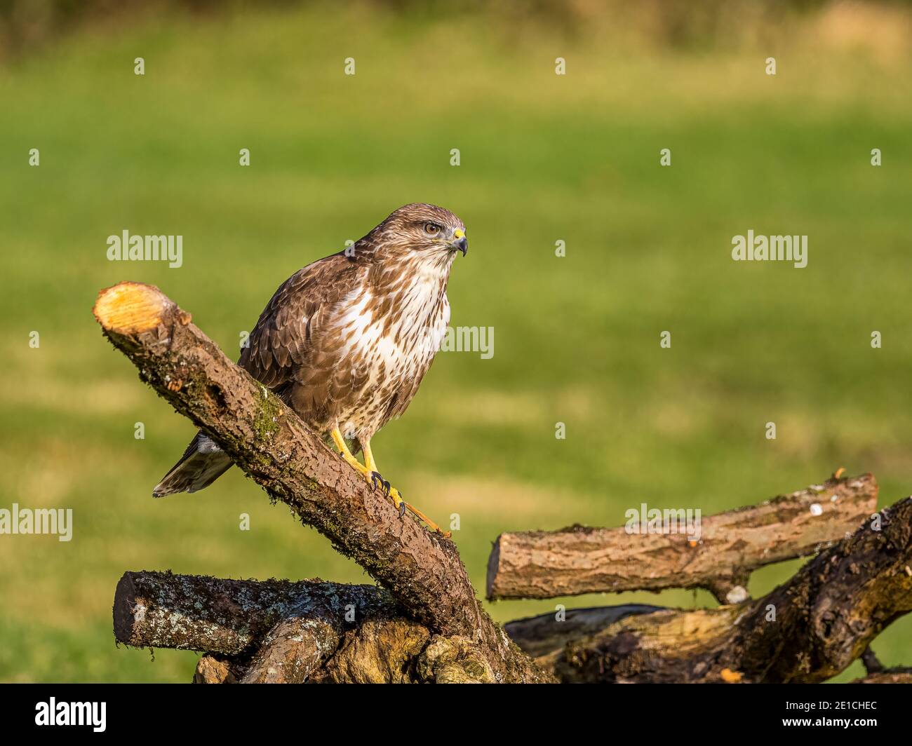 Bussard im Winter in Mitte Wales Stockfoto