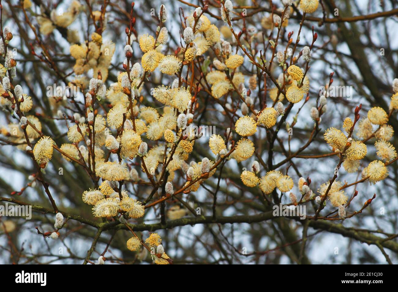 Männliche Kätzchen von Hedge Willow oder Weide, Salix alba. . West Sussex Coastal Plain, Chichester Plain, England, Stockfoto