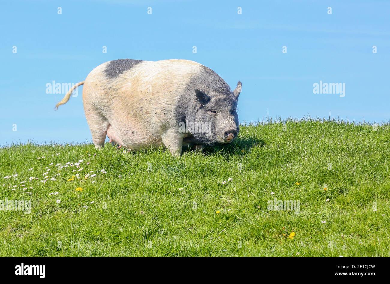 Auf einem Deich in Ostfriesland, Teil einer Farm, steht ein graues Schweineballschwein (Suidae). Stockfoto