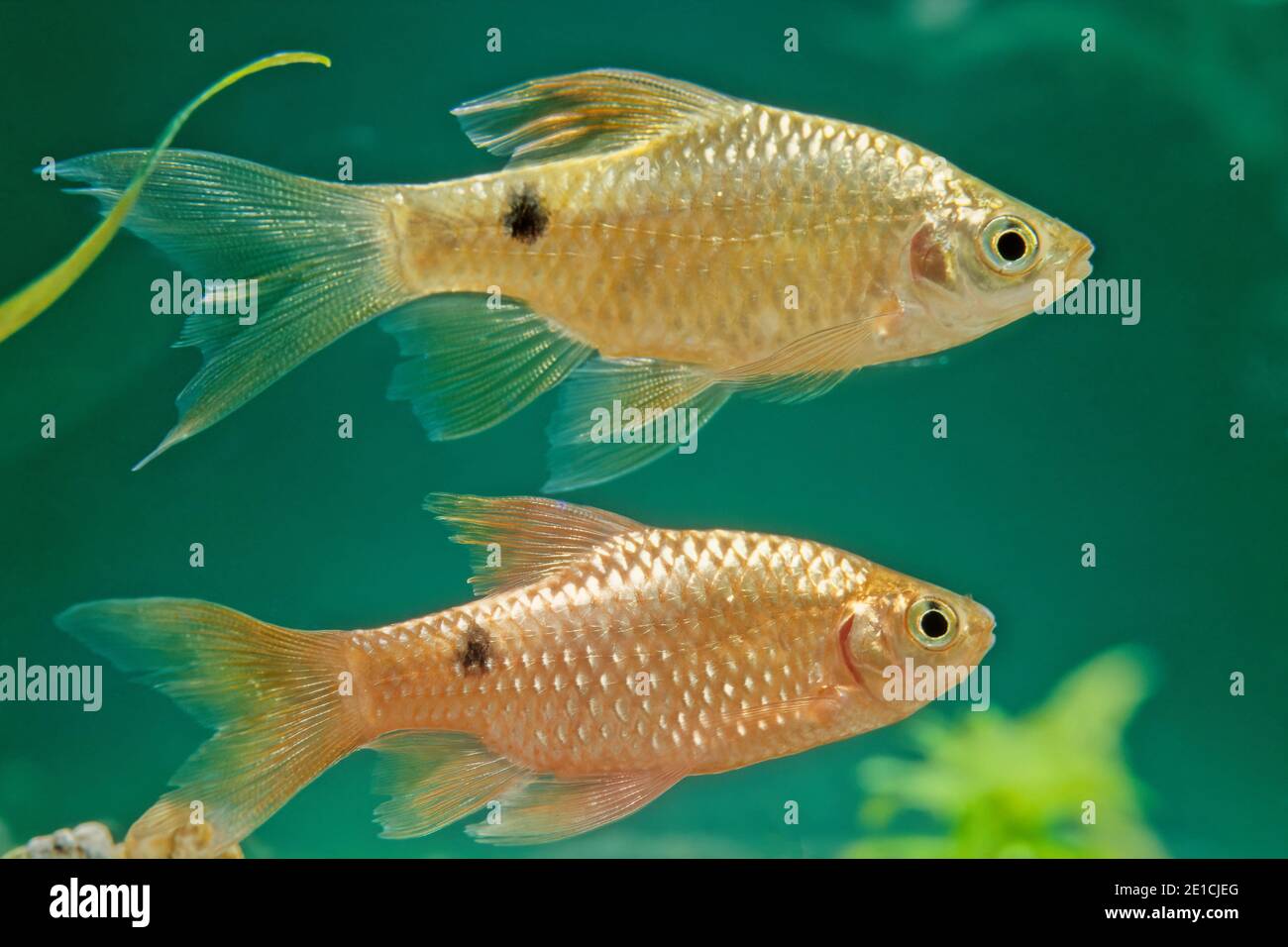 Der Rotbarbe (Pethia conchonius) ist ein subtropischer Süßwasser-Cyprinidenfisch, der in Südasien von Afghanistan bis Bangladesch gefunden wird. Stockfoto