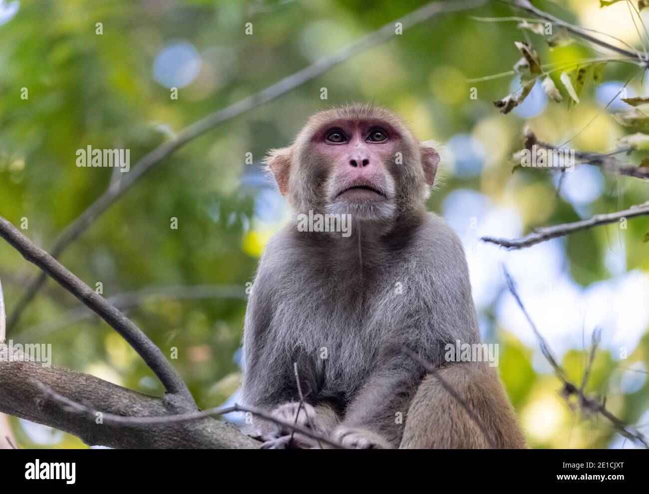 Rhesus macaque (Macaca mulatta) oder Indischer Affe im Wald auf Baum sitzend. Stockfoto