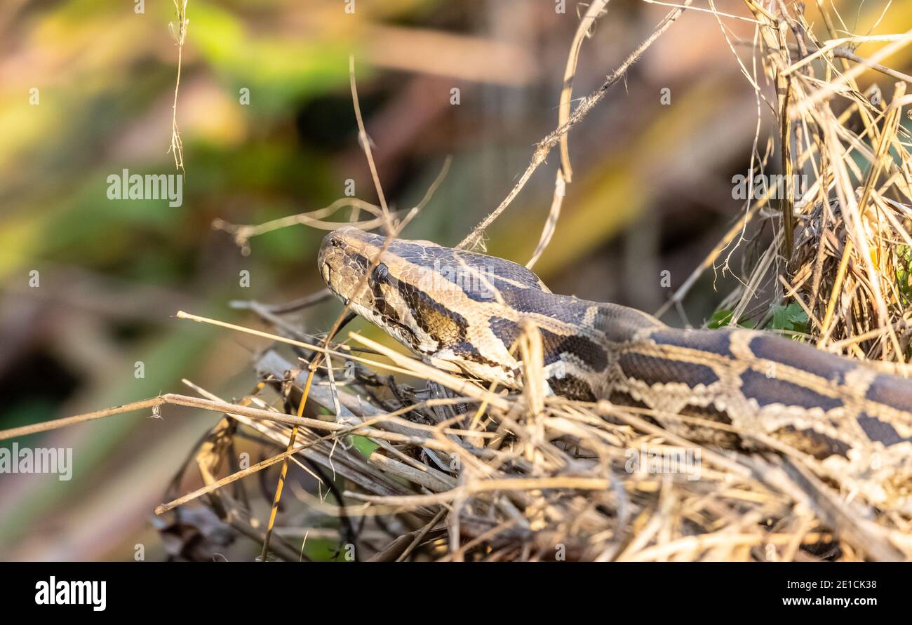 Rock Python (Python sebae) auf trockenem Gras im Wald. Stockfoto