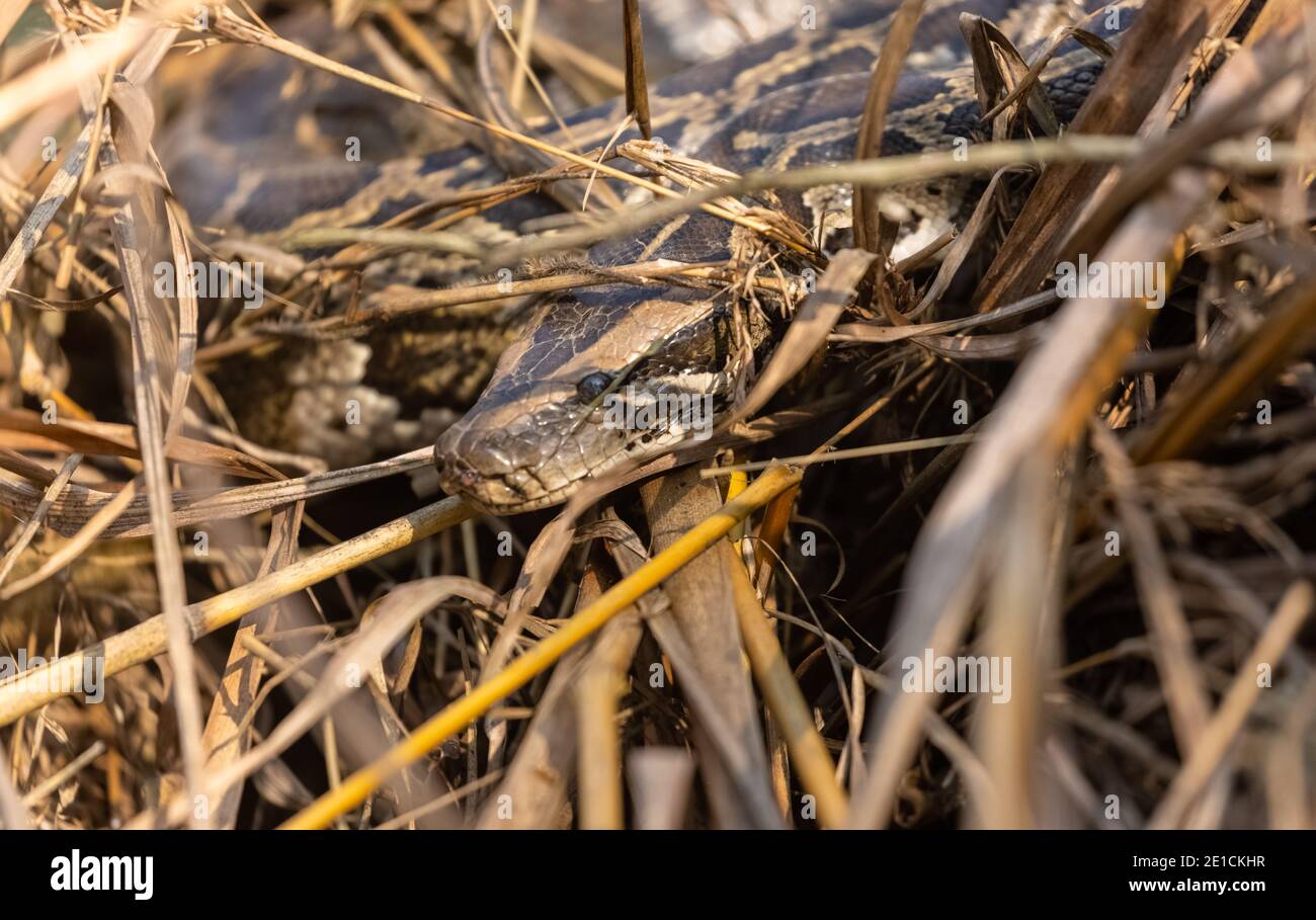 Rock Python (Python sebae) auf trockenem Gras im Wald. Stockfoto