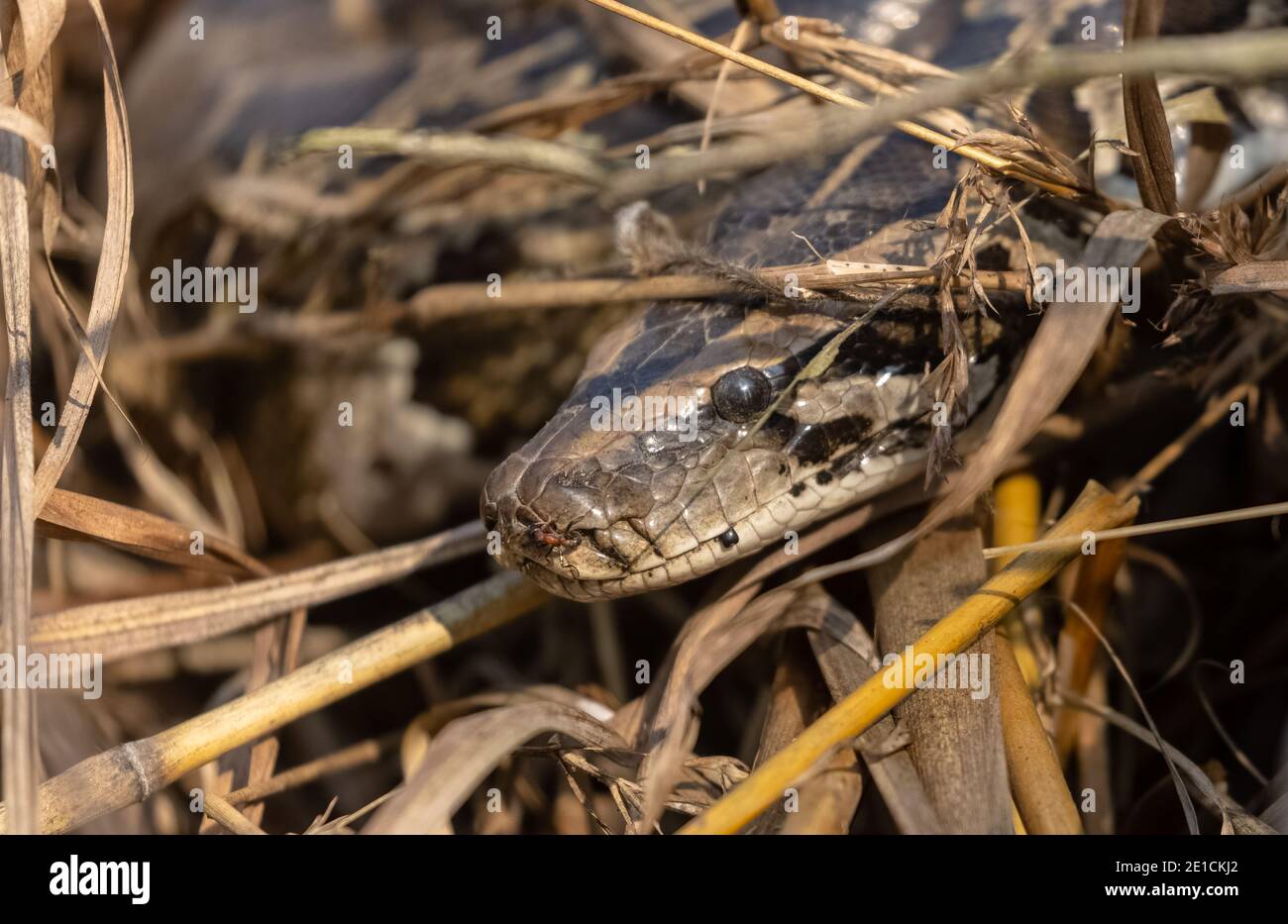 Rock Python (Python sebae) auf trockenem Gras im Wald. Stockfoto