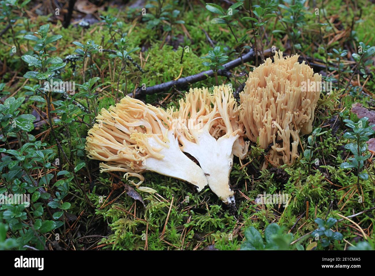 Ramaria flavescens, auch Ramaria eosanguinea genannt, hellgelbe Clavaria, ein wilder Korallenpilz aus Finnland Stockfoto