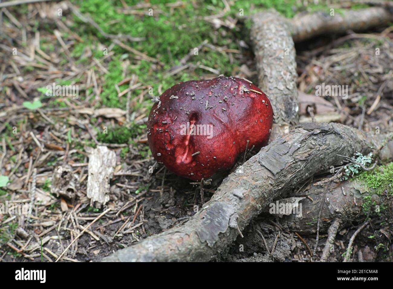 Tall Täubling, Russula paludosa, auch bekannt als Hintapink brittlegill, ein köstlicher Wildpilz aus Finnland Stockfoto