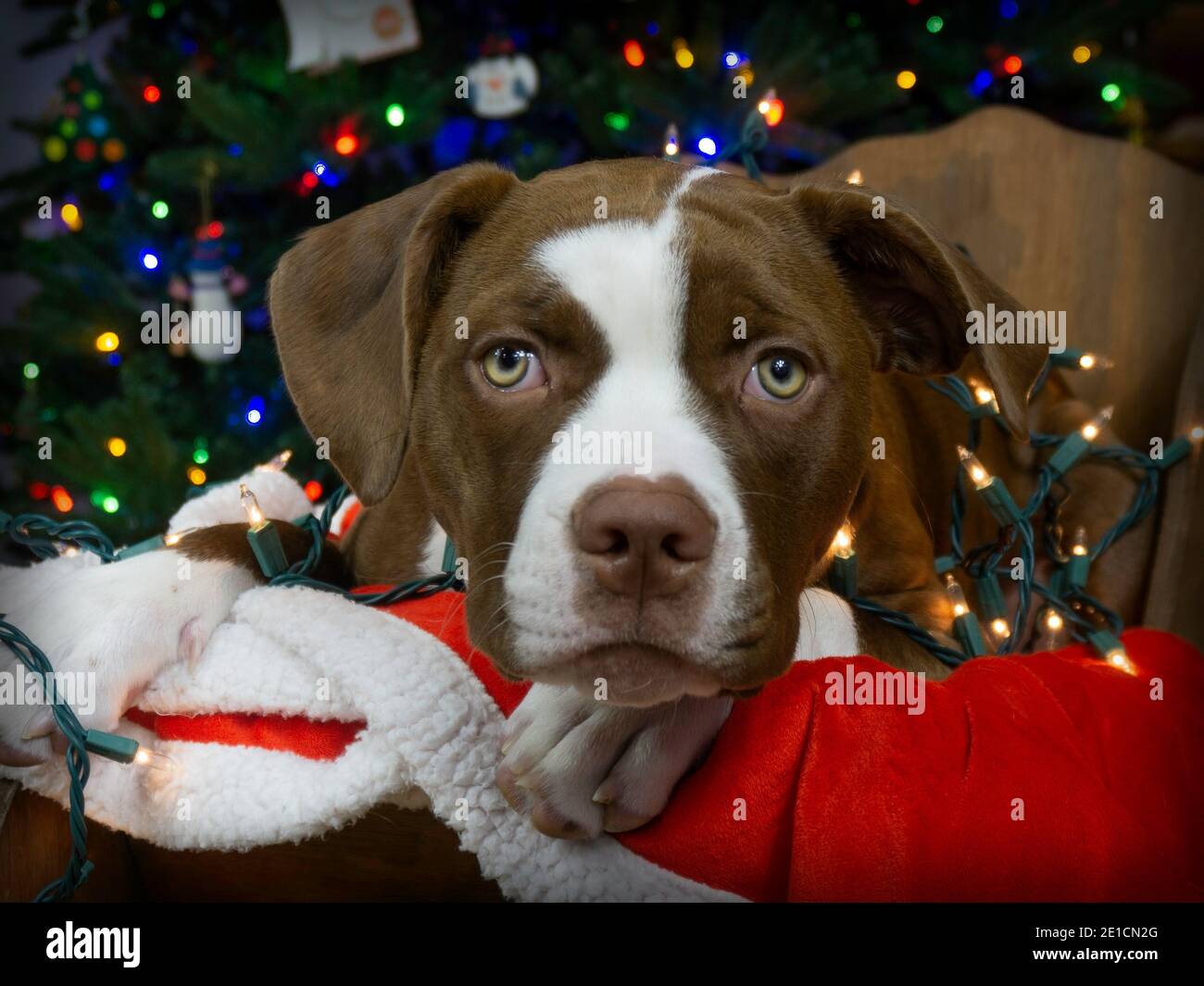 American Bulldog Welpe mit Urlaub Dekorationen Stockfoto