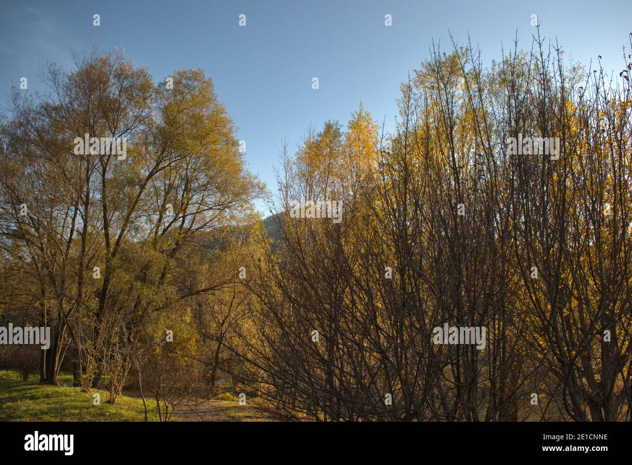 Herbststimmung in Balzers in Liechtenstein 17.11.2020 Stockfoto