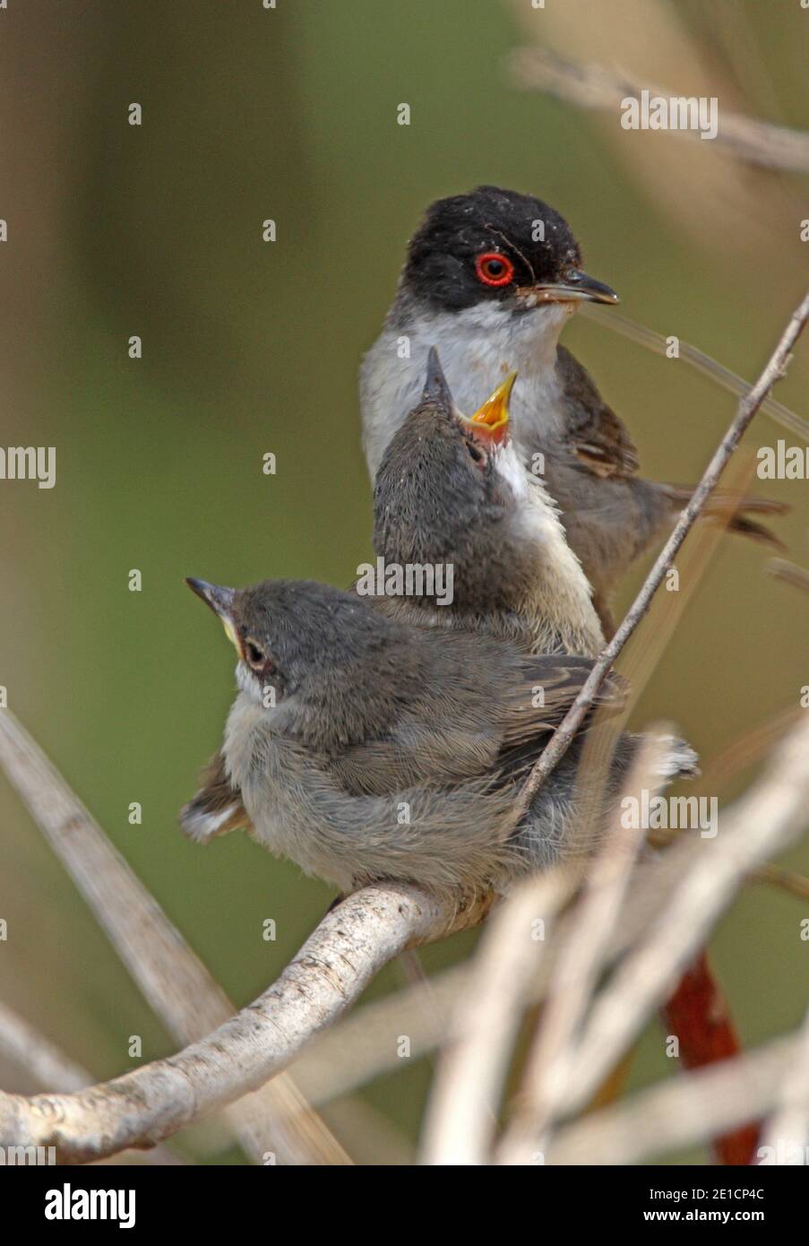 Sardischer Waldsänger (Sylvia melanocephala) Männchen, das Jungtiere Marokko füttert Mai Stockfoto