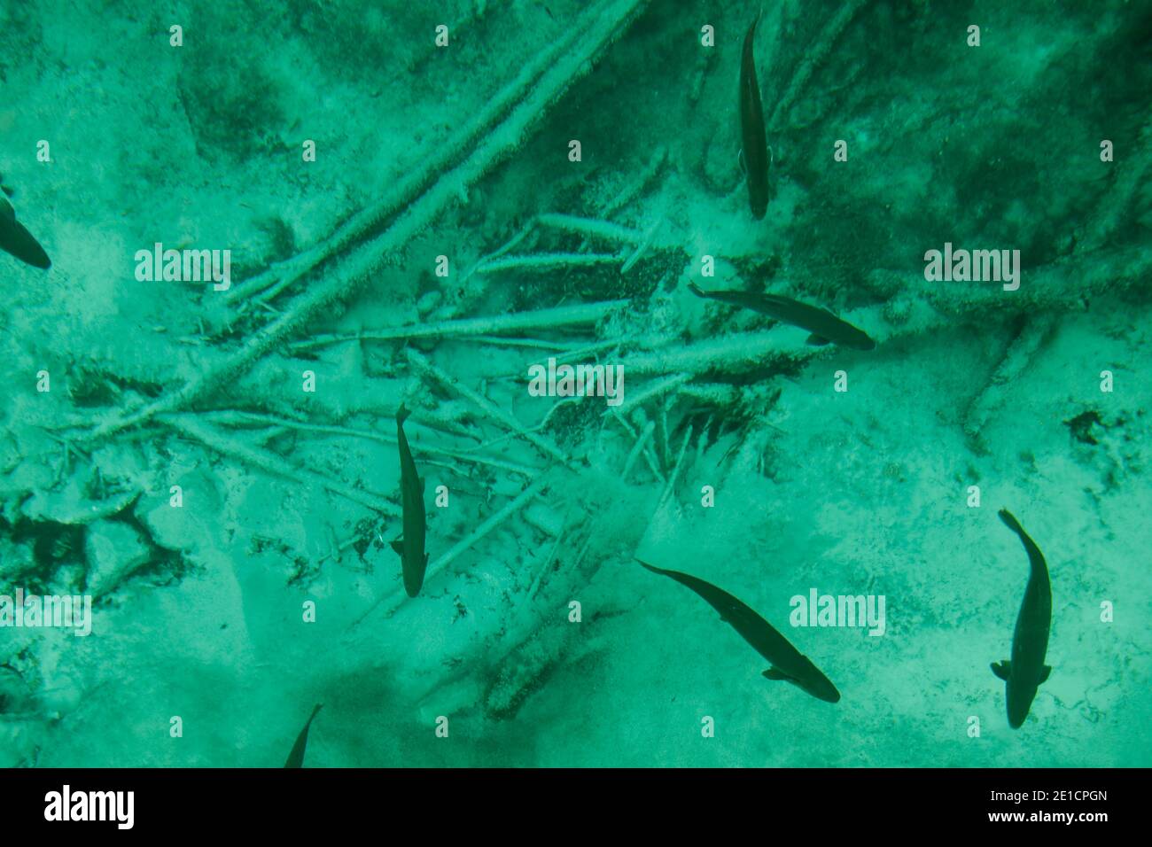 Blick auf Kitch-iti-kipi, Michigan's größte natürliche Süßwasserquelle. Der Name bedeutet großes kaltes Wasser und wird manchmal als Big Spring bezeichnet. Stockfoto