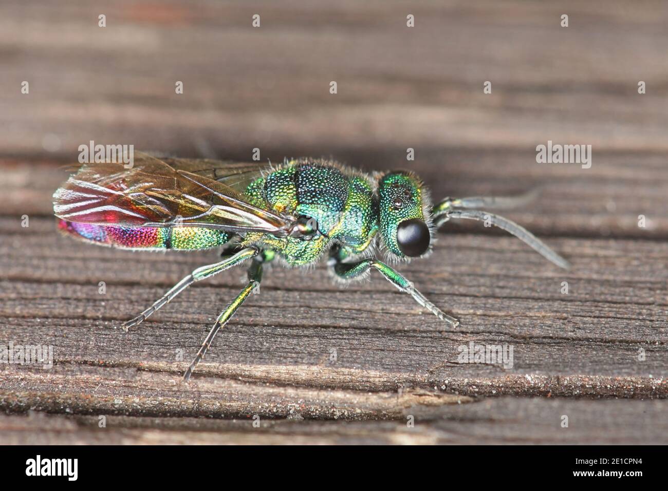 Kuckuckwespe, auch Smaragdwespe genannt, ein buntes Insekt der hymenopteranischen Familie Chrysididae Stockfoto