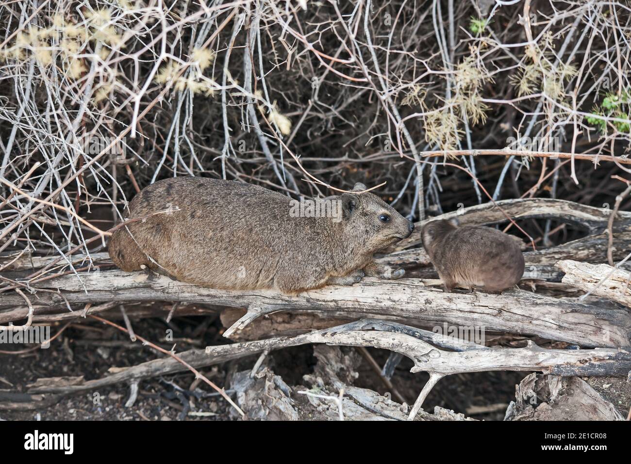 Rock Hyrax (Procavia capensis) mit Baby 11221 Stockfoto