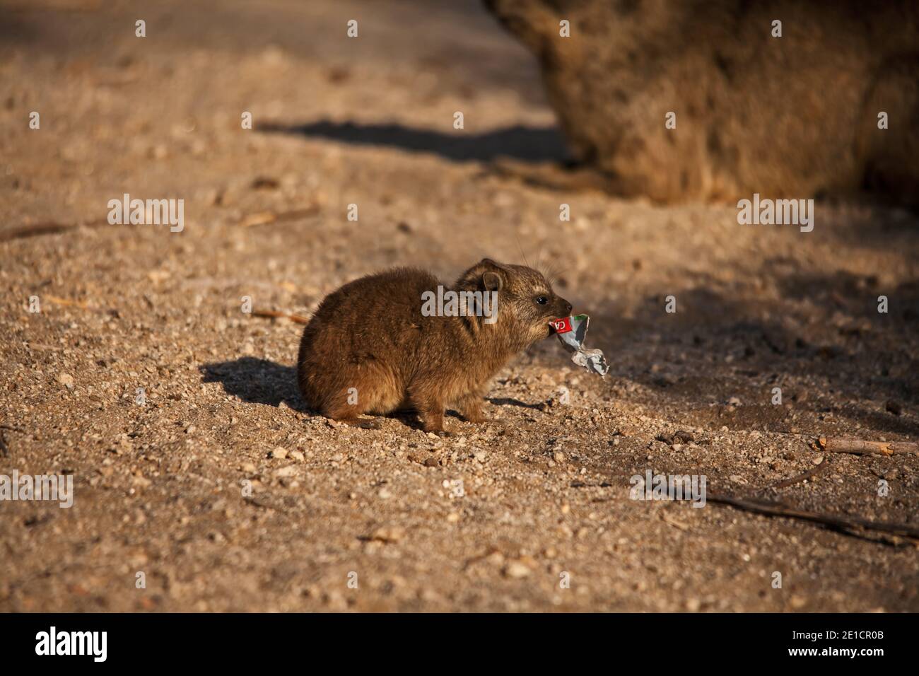 Rock Hyrax (Procavia capensis) 11208 Stockfoto