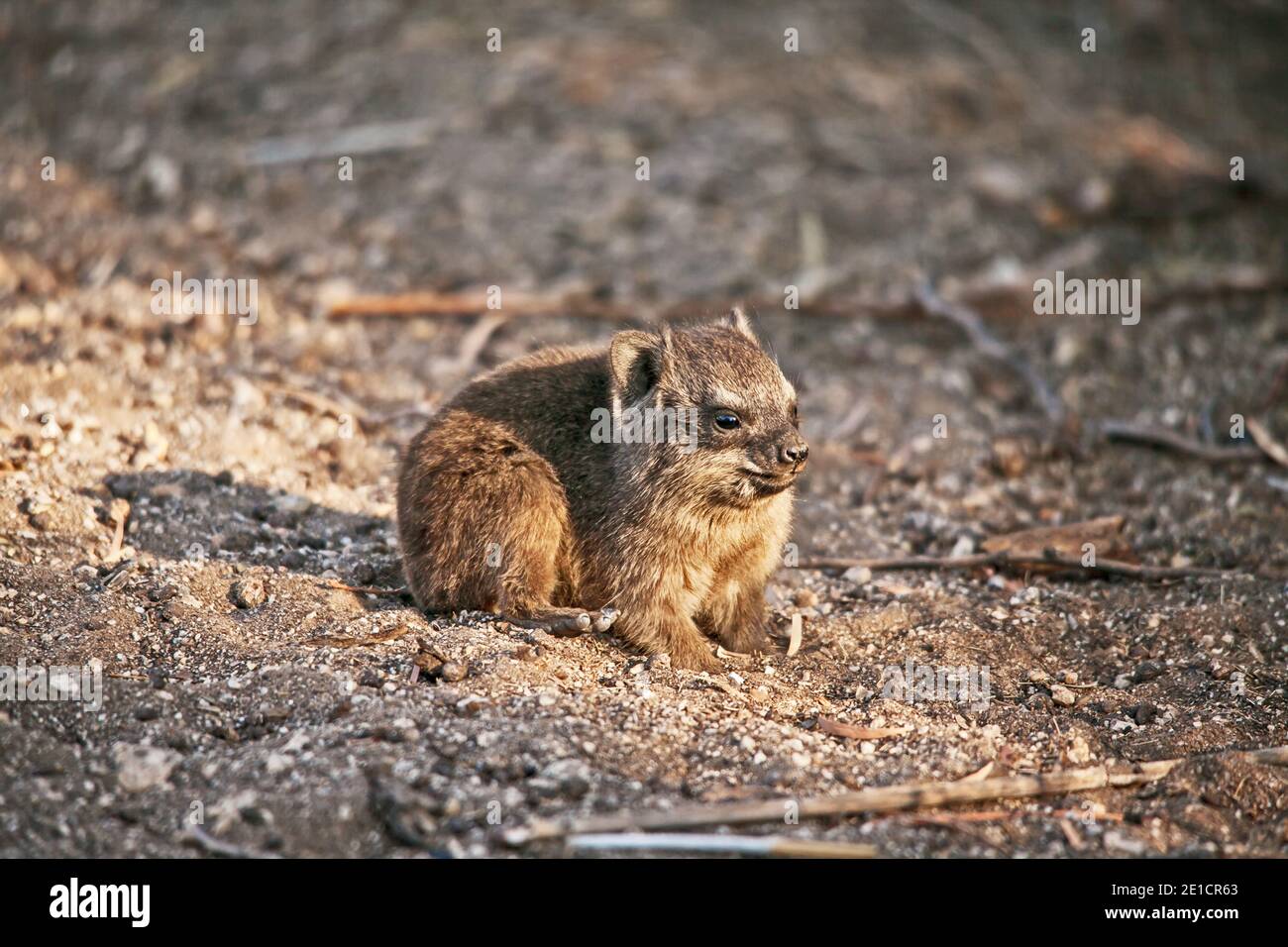 Young Rock Hyrax (Procavia capensis) 11209 Stockfoto