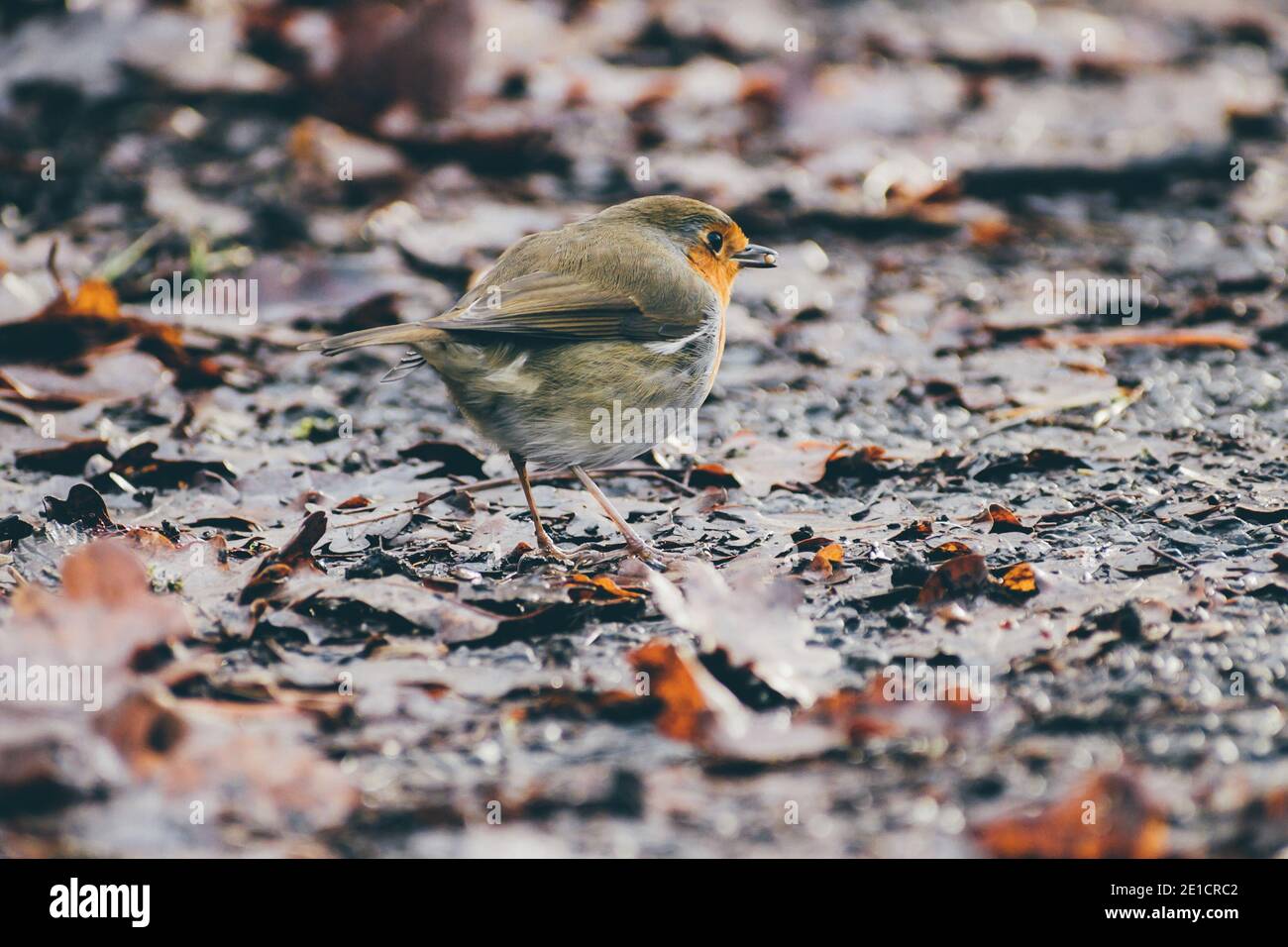 Robin fotografiert in Grangewood Park, Greater London, Großbritannien Stockfoto
