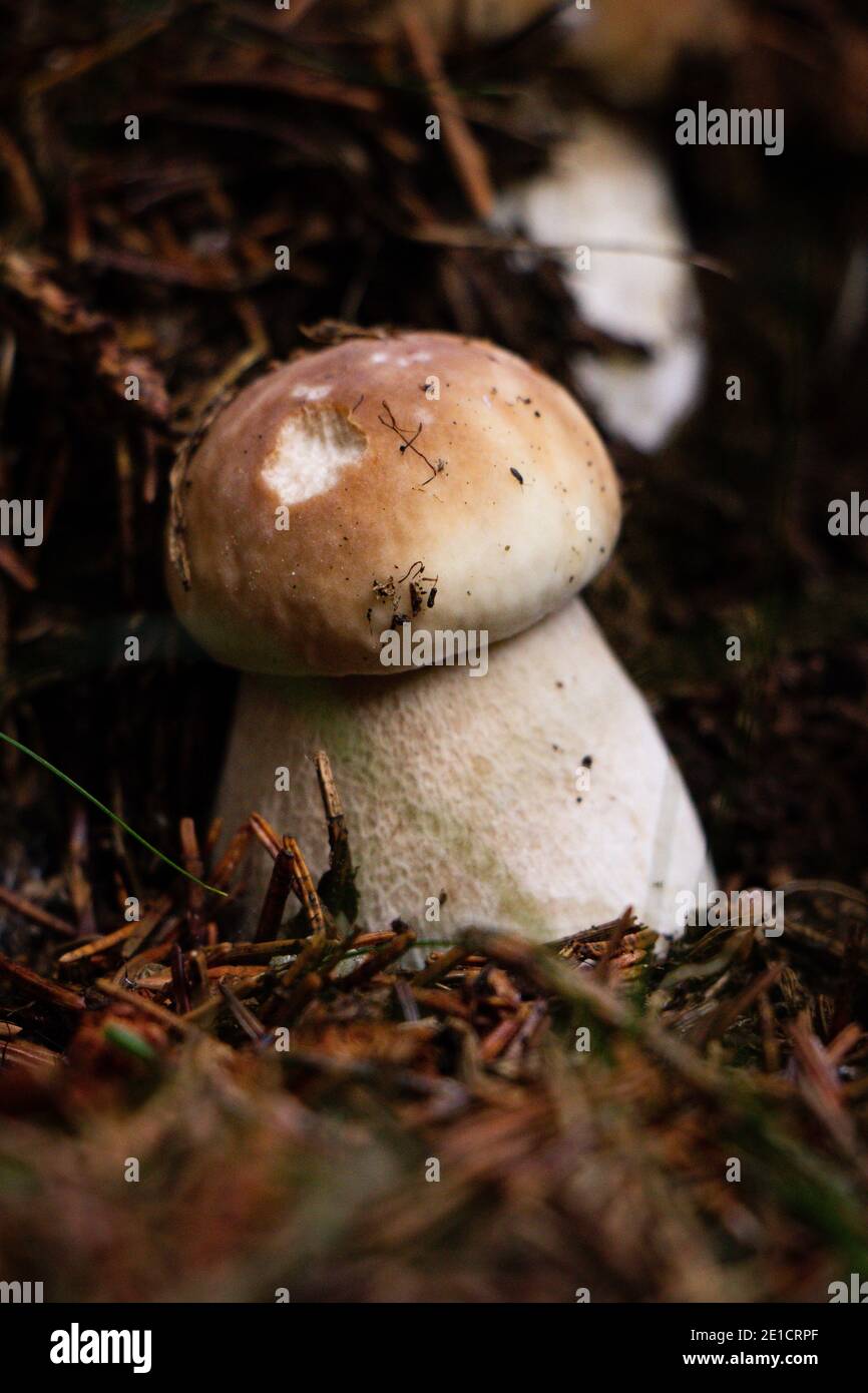 Der kleine Boletus edulis und sein kleiner Bruder schützen sich gegenseitig gegen die Kräfte des Waldes. Zwei Penny Buns wurden von einem Angriff eines Tieres getroffen. H Stockfoto