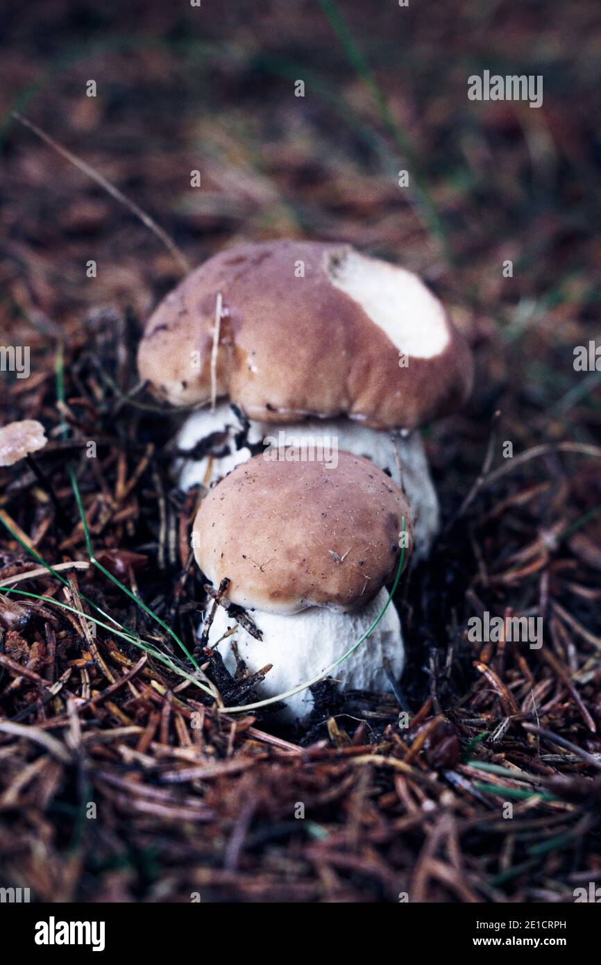 Der kleine Boletus edulis und sein kleiner Bruder schützen sich gegenseitig gegen die Kräfte des Waldes. Zwei Penny Buns wurden von einem Angriff eines Tieres getroffen. H Stockfoto