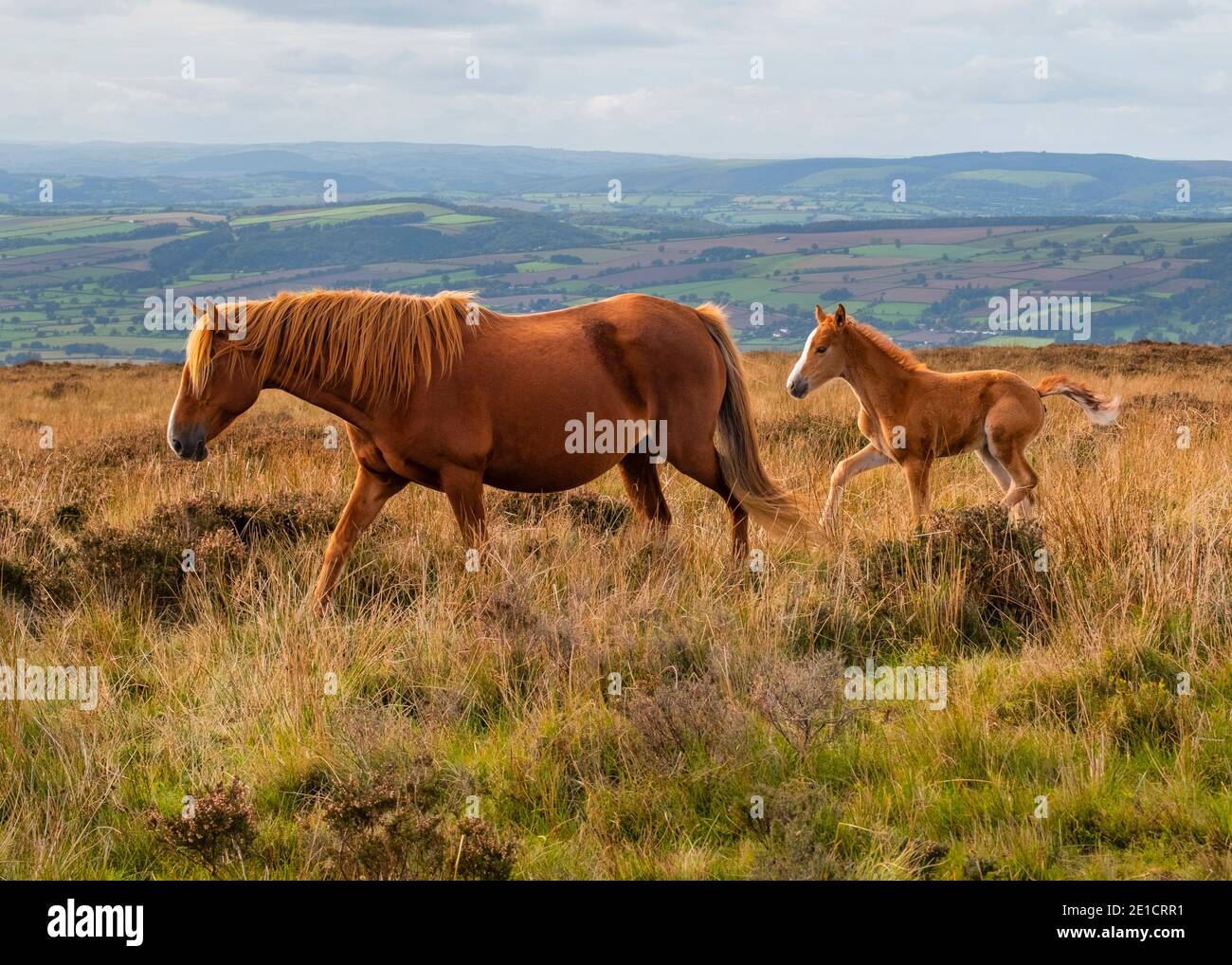 Das neugeborene Fohlen erkundet die Welt mit seiner Mutter auf Brown Clee, dem höchsten Hügel in Shropshire. Stockfoto