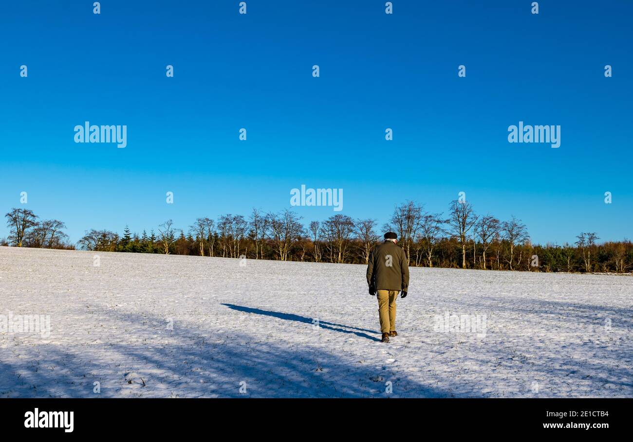 Älterer Mann, der im Winter, East Lothian, Schottland, Großbritannien, über jetzt bedecktes Feld zu Bäumen mit einem klaren blauen Himmel geht Stockfoto