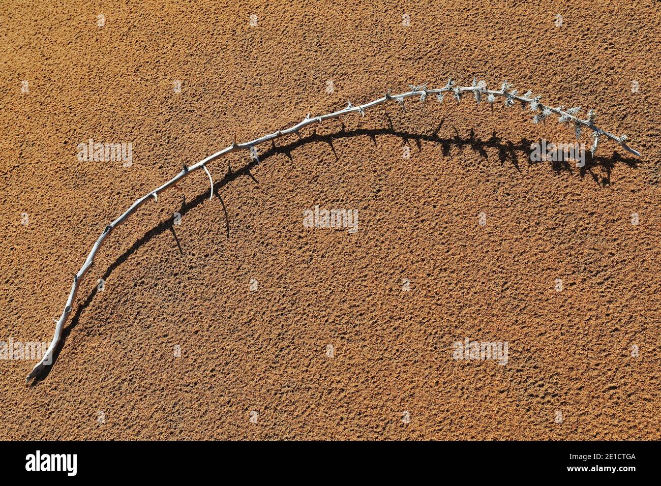 Sonnengebleicht trockener Zweig der Sandreispflanze. Badain Jaran Wüste-China-1195 Stockfoto