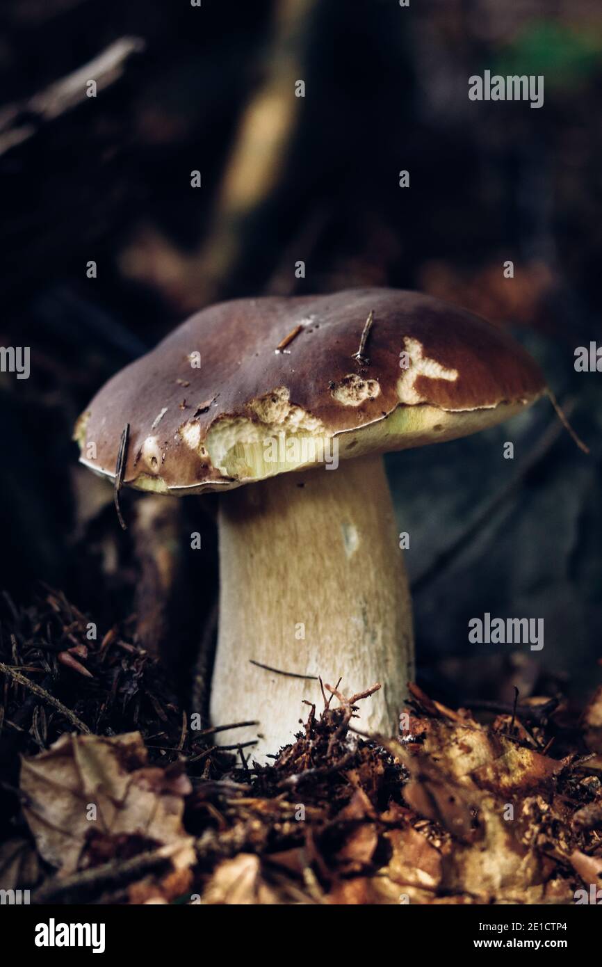 Xerocomus subtomentosus in einem schönen Gerstenpilz. Verwurzelt in Laubvegetation. Herbststimmung. Braune und gelbe Schmerzen zwischen den Nadeln. Stockfoto