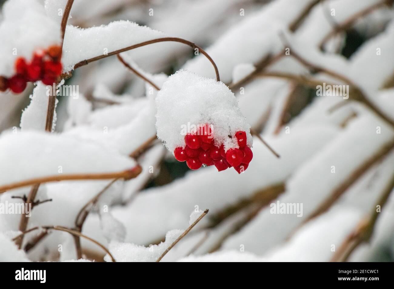 Birdbeeren mit Schnee im Winter Stockfoto