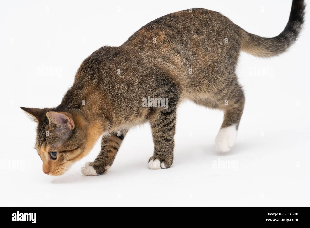 Während der Suche fing die Katze einen Geruch, der ihn sehr interessierte und blieb stehen, um ihn gründlich zu untersuchen. Stockfoto