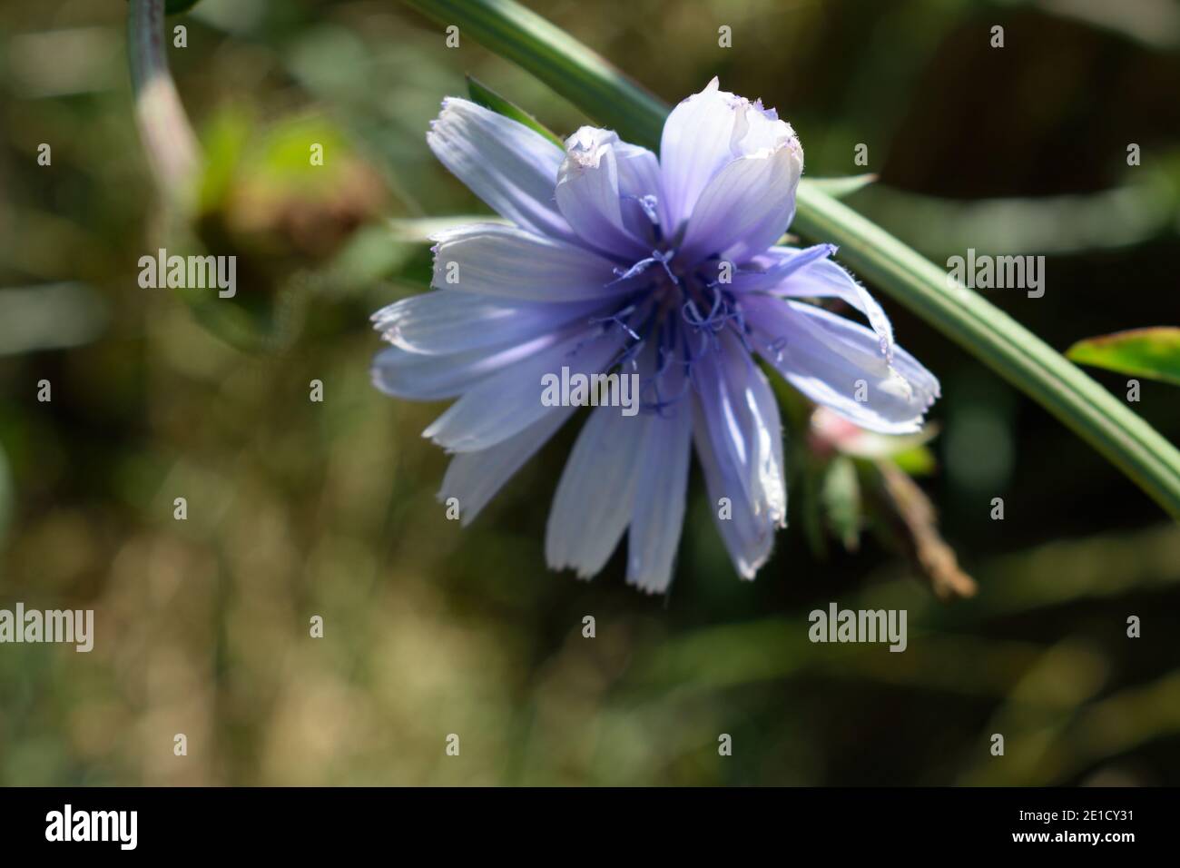 Kornblumen wachsen in einer Wiese in West Sussex Stockfoto