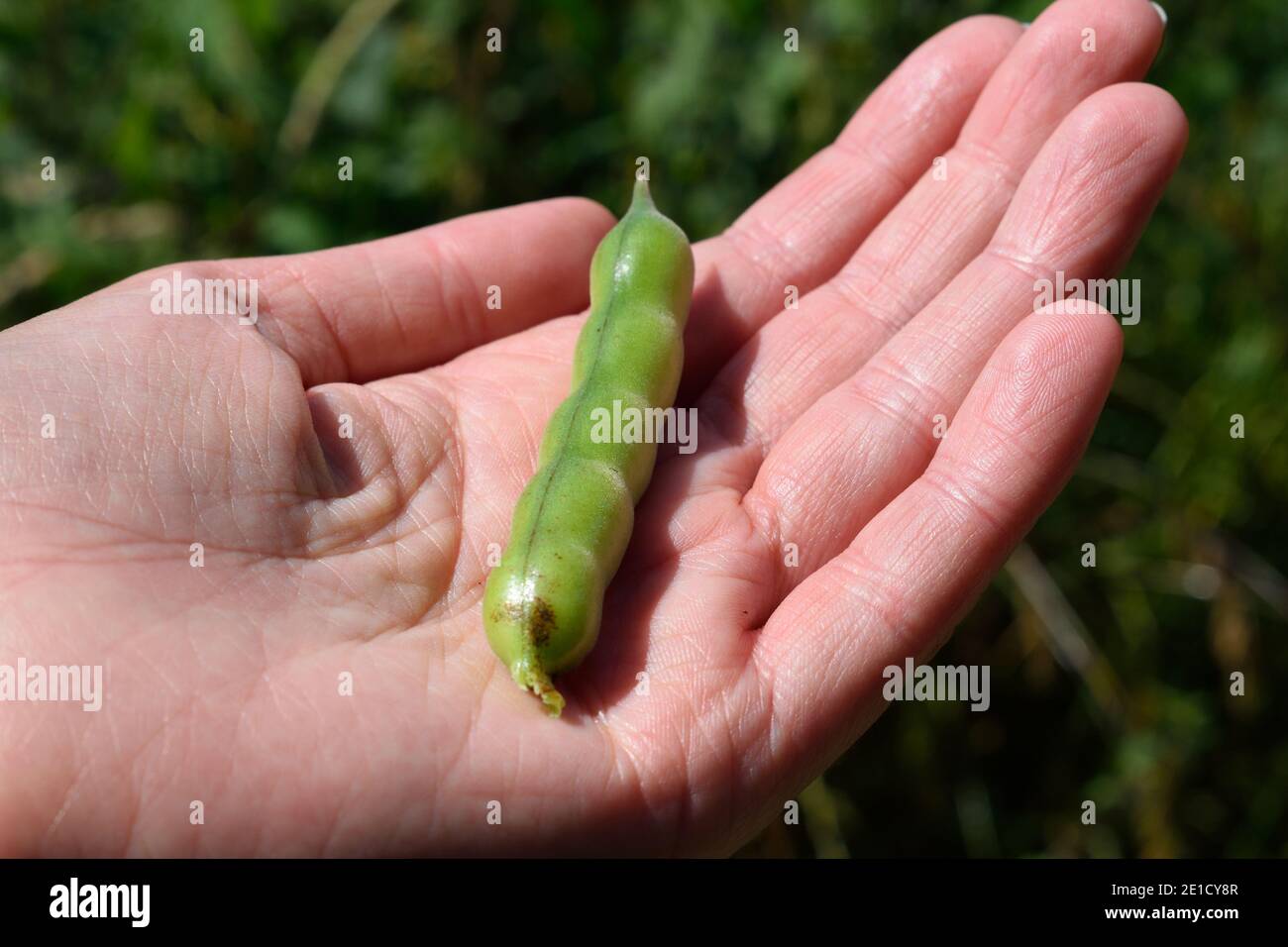 Person mit breitem Bohnenpod, gewachsen in West Sussex Stockfoto
